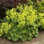 plant Image 2