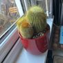 Golden Ball Cactus (Parodia) with Red Ceramic Pot Image 4