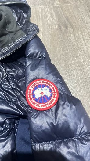 canada goose