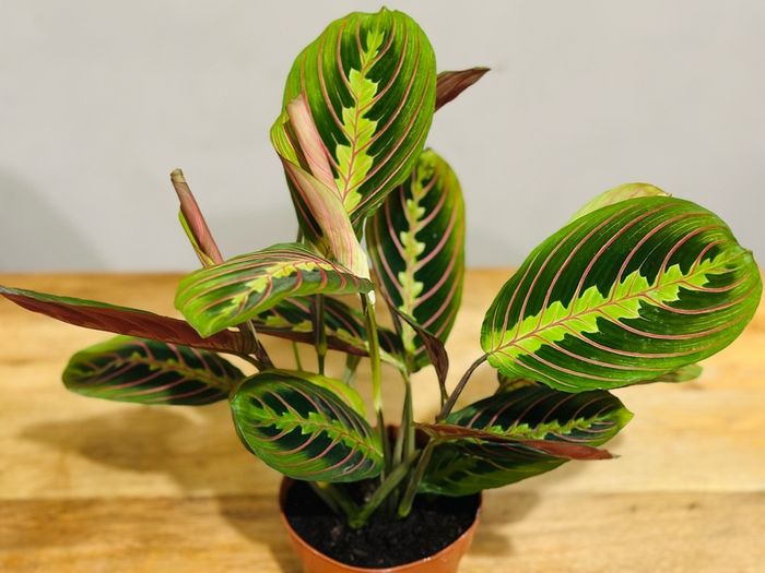 Maranta Leuconeura 'Fascinator Tricolor' (Pray Plant) in 12cm pot and 35cm in height