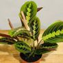 Maranta Leuconeura 'Fascinator Tricolor' (Pray Plant) in 12cm pot and 35cm in height Image 6