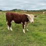 Purebread Hereford heifer Image 2