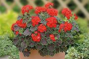 (G) Geranium Black Velvet Scarlet Seeds 5s (431861)