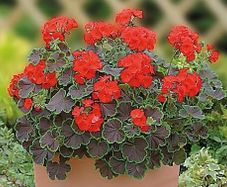 (G) Geranium Black Velvet Scarlet Seeds 5s (431861)