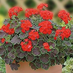 (G) Geranium Black Velvet Scarlet Seeds 5s (431861)