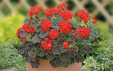 (G) Geranium Black Velvet Scarlet Seeds 5s (431861)