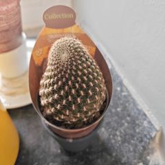 cacti
