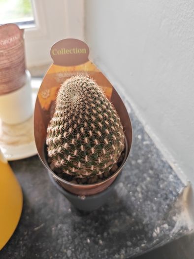cacti