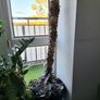 Cabbage tree Image 4