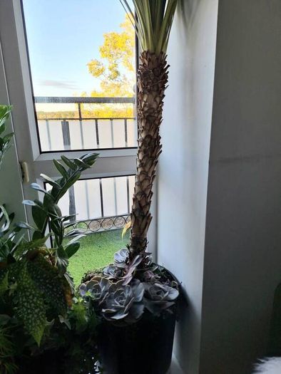Cabbage tree