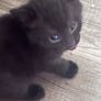 6 kittens Image 4