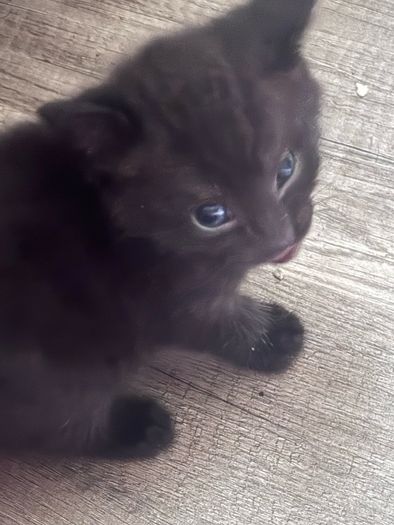 6 kittens