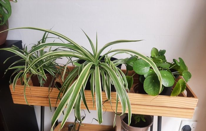 Plants