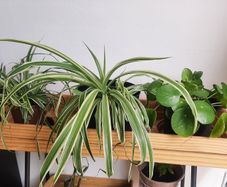 Plants