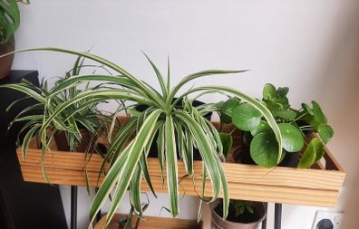 Plants