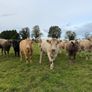 Organic cattle Image 5