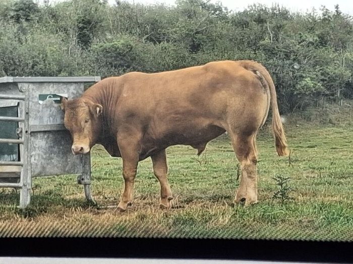 PB  Loyal Limousin Bull,