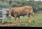 PB  Loyal Limousin Bull,