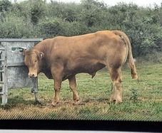PB  Loyal Limousin Bull,