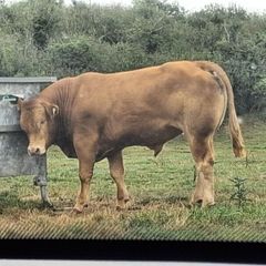 PB  Loyal Limousin Bull,