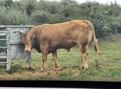PB  Loyal Limousin Bull,