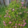 Bush Image 2