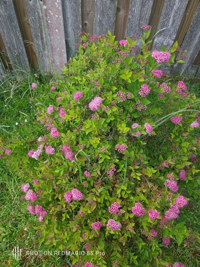 Bush