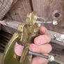 Vintage brass knocker Image 2