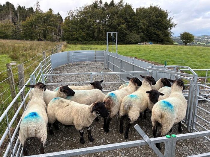 Suffolk cross hoggets (10 available)