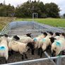 Suffolk cross hoggets (10 available) Image 2