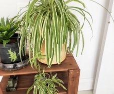 Large spider plant