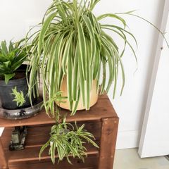 Large spider plant