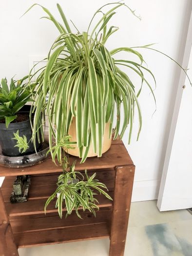 Large spider plant