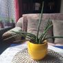 Sansevieria Cylindrica with Yellow Pot Image 9