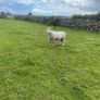 Dorset rams Image 7