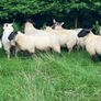 Cheviot Ewe Lambs Image 10