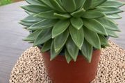Large Echeveria agavoides