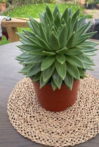 Large Echeveria agavoides