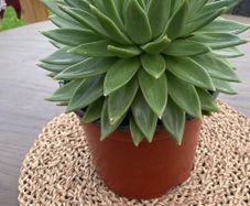Large Echeveria agavoides