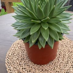 Large Echeveria agavoides