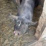 Berkshire piglets Image 2