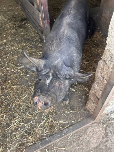 Berkshire piglets