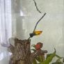 Fish Tank Image 2