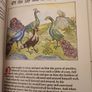 Aesops Fables In William Caxton. Original Illustrated Edition  Edited By Bamber & Christina Gascoigne. Hardback With Dustjacket In Good Condition. Image 10