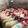20 super brokie ewe lambs Image 10