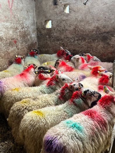 20 super brokie ewe lambs