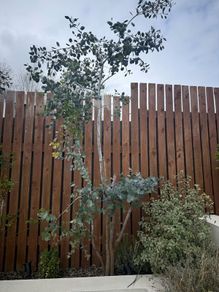 mature eucalyptus trees