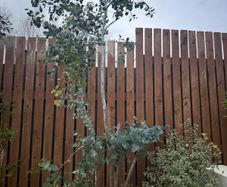 mature eucalyptus trees