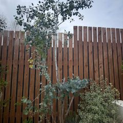 mature eucalyptus trees