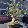 Bonsai - European Olive Image 2